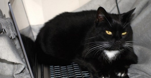 cat-black-cat-work-computer-black-and-white