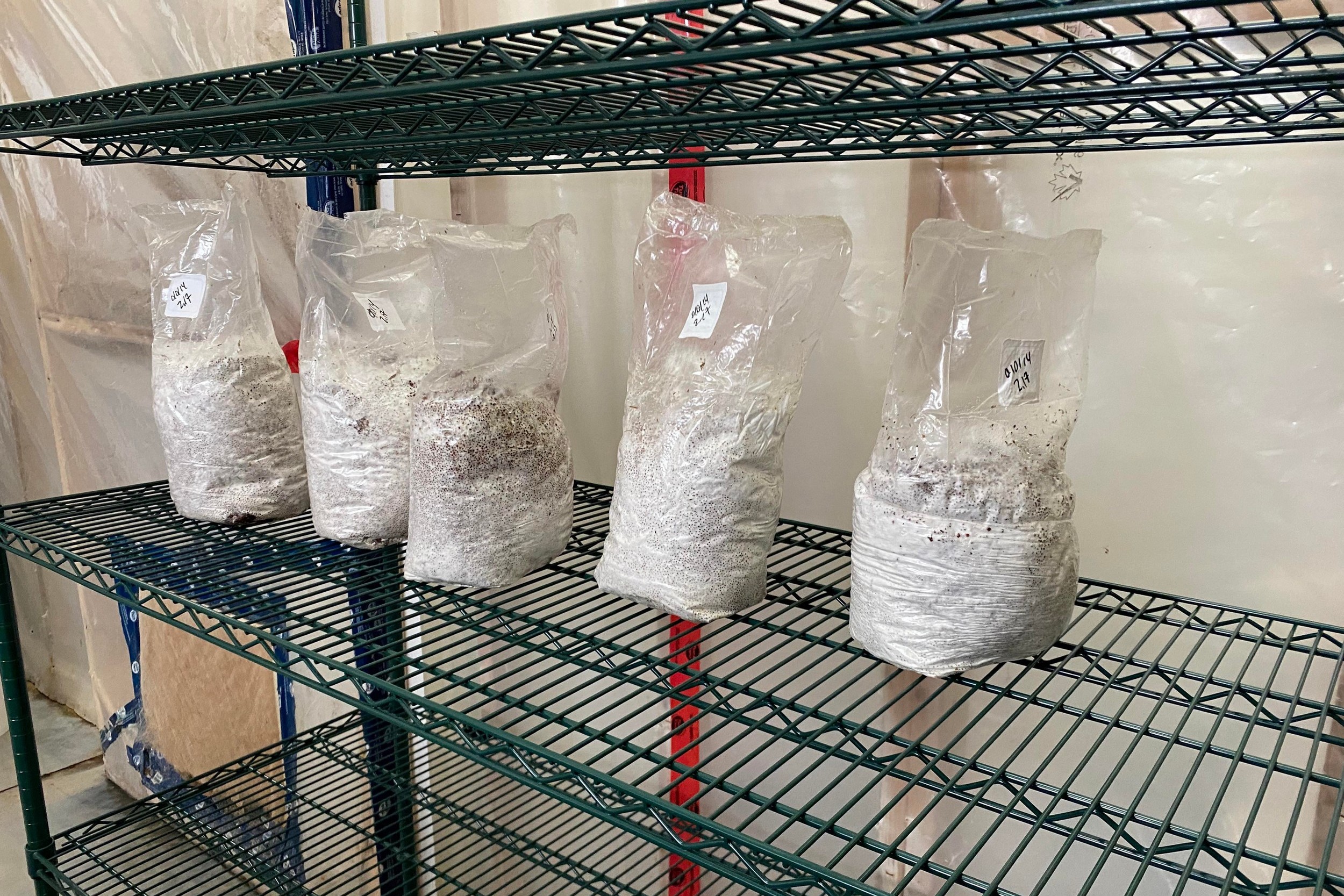 Des sacs de mycélium de pleurotes. ©CharlesConnoué