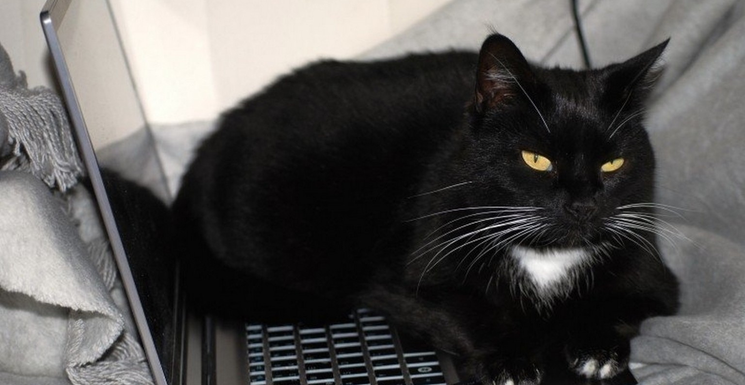 cat-black-cat-work-computer-black-and-white