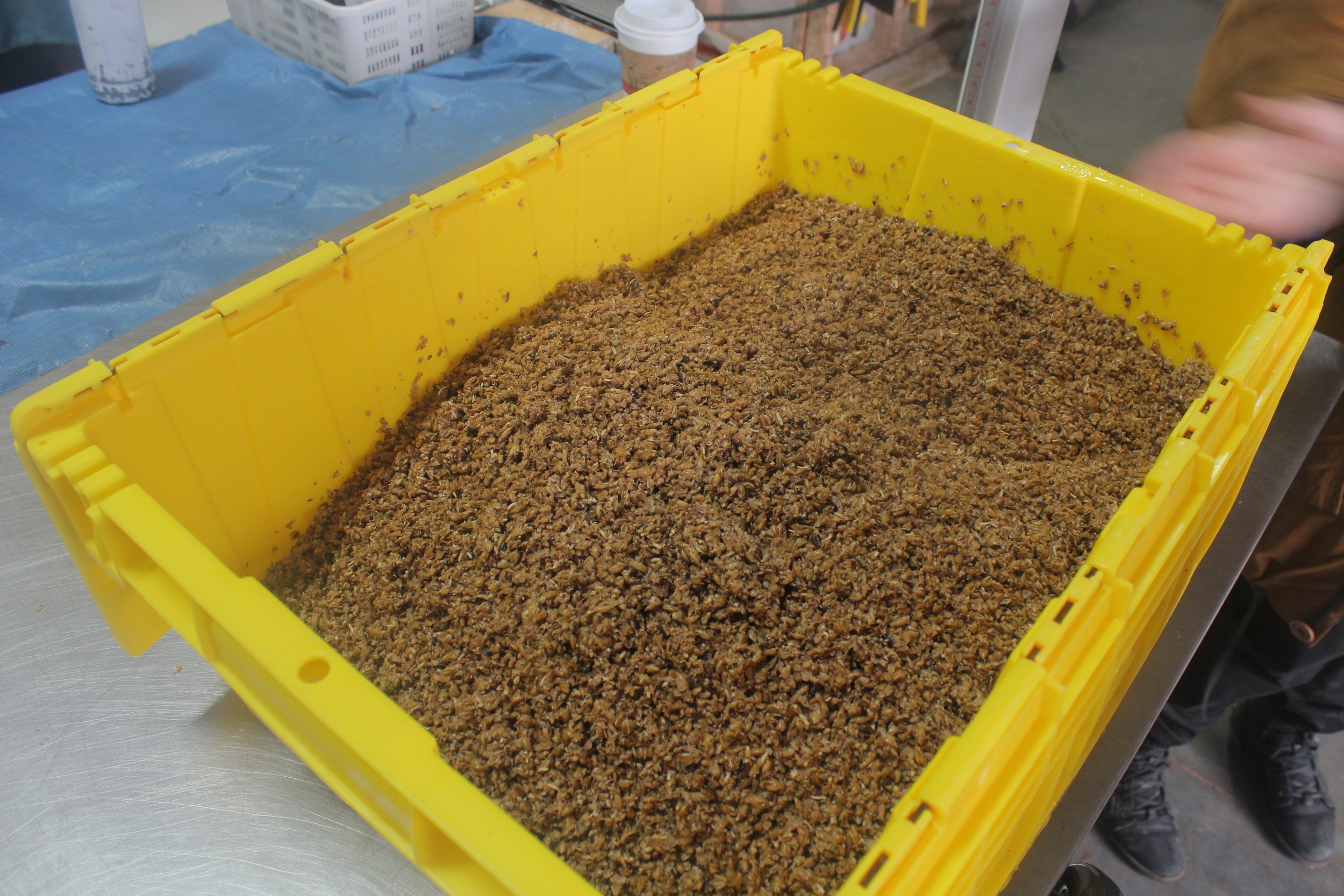 L’entreprise produit des pleurotes à partir d’un substrat à base de drêches de brasseries.  ©CharlesConnoué