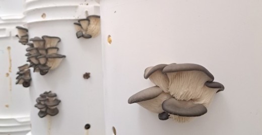 Blanc de gris produit des champignons à partir de matières organiques depuis 2015. ©CharlesConnoué